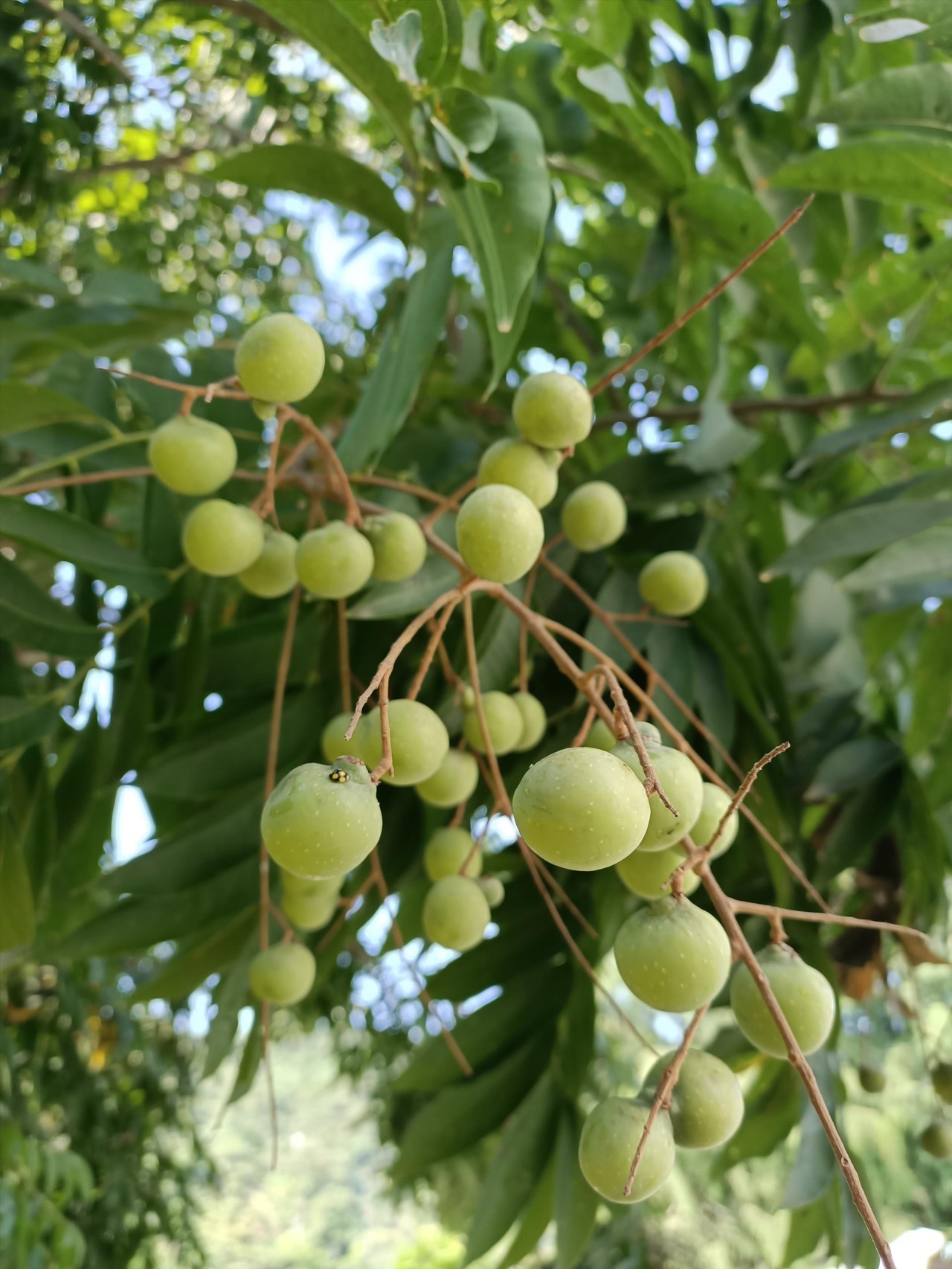 無患子果實