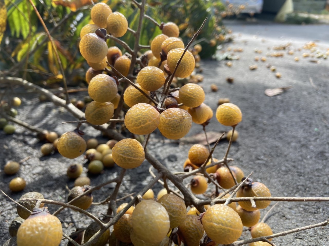 無患子果實